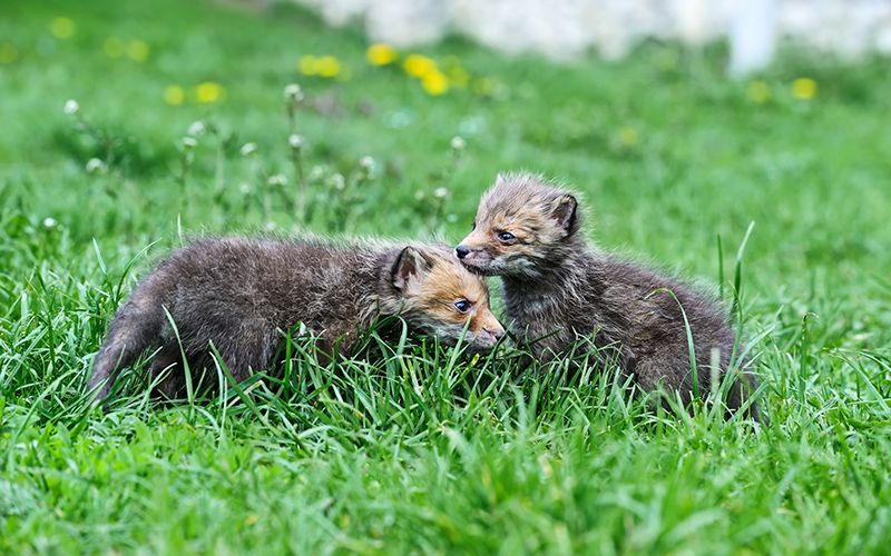 Adorable fox cubs rescued from derelict house in Ireland