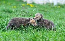 Adorable fox cubs rescued from derelict house in Ireland
