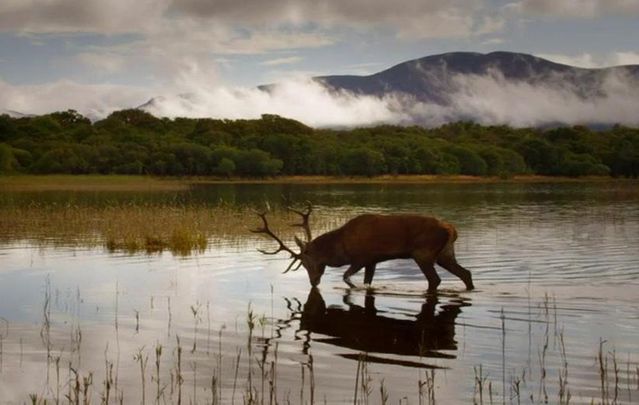Still from TG4's Wild Ireland.