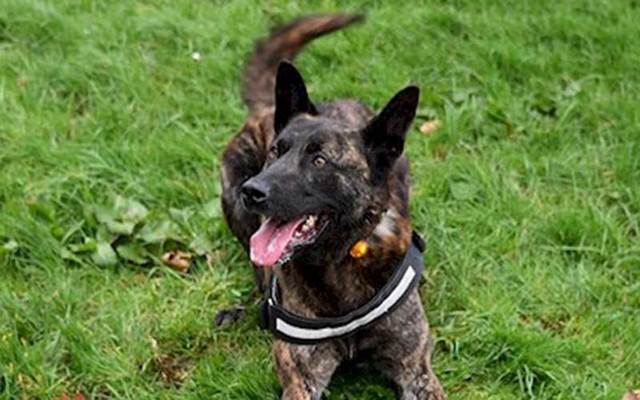 Northern Ireland Police dog Jake, a four-year-old Dutch Herder.