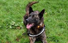 Amazing dog gets award after finding missing Irish woman in sub-zero temperatures