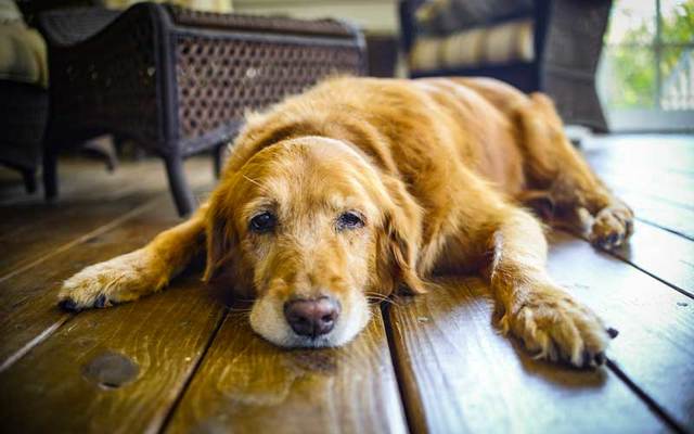 A sick dog rests on the floor.