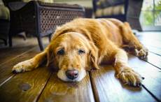 Irish dog owners being warned about devastating illness 