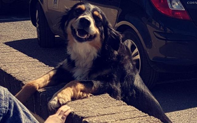 Dog wait to be petted outside a school in Co. Cavan.