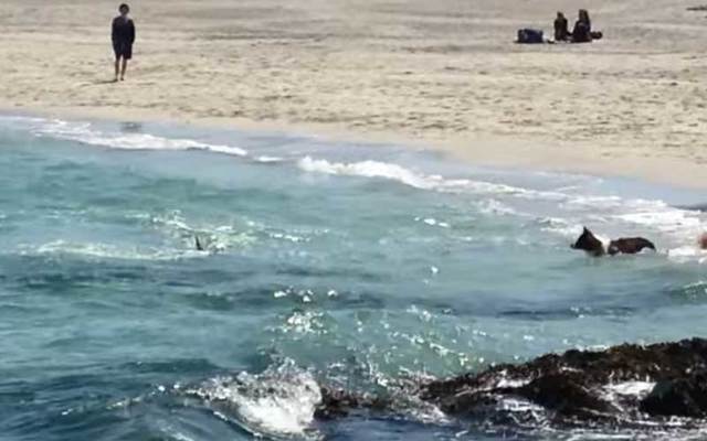 Dog confronts dolphin off coast of Galway.