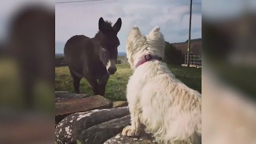 Irish dog and donkey have a glorious reunion after one year apart (VIDEO)