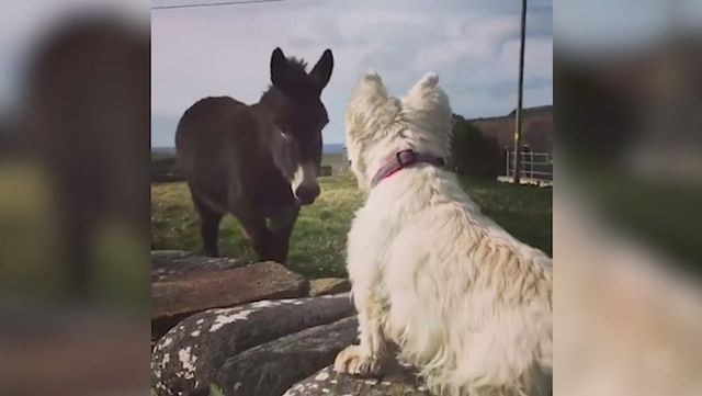 Jack and Buster hanging out at their favorite wall