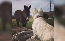 Irish dog and donkey have a glorious reunion after one year apart (VIDEO)