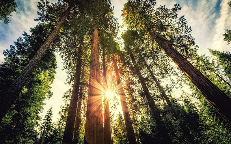 President of Ireland launches biggest redwood forest outside of California