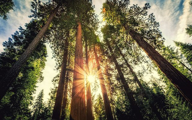 Ireland is planting a redwood forest. 