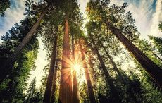 President of Ireland launches biggest redwood forest outside of California