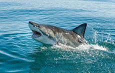Man punches shark attacking his wife, does his Irish mother proud