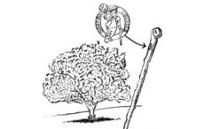 Good news Boston Celtic fans - blackthorn ensures victory