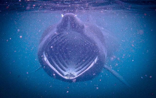 Basking shark. 
