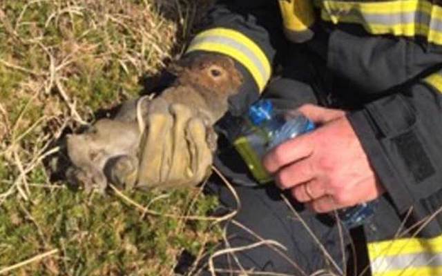 Rabbit caught in gorse fire gets a drink of water from firefighter Tom Collins.