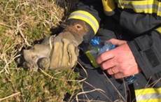 Irish firefighter gives adorable bunny rescued from gorse fire a drink of water