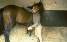 Shergar was the world's most valuable racehorse until gunmen took him and he vanished