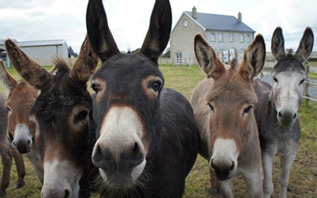 Residents of the Donegal Donkey Sanctuary