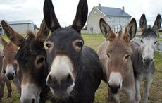 Irish donkey sanctuary pleads for support as over 70 donkeys face uncertain futures 
