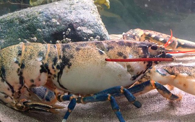 A rare white lobster found off the coast of Achill Island. 
