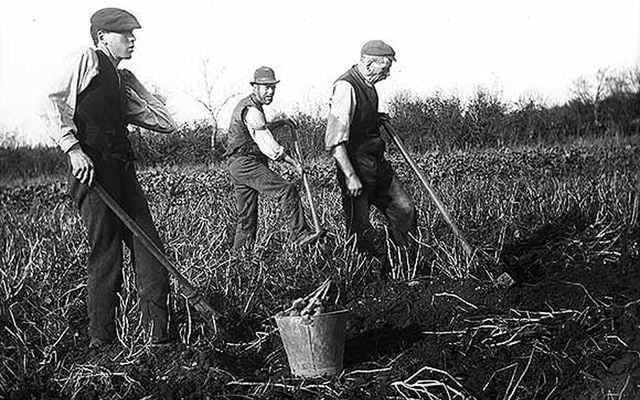 Digging for potatoes. 