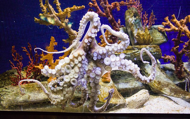 Massive squid known as the “Legend of the sea" caught off the Kerry coast