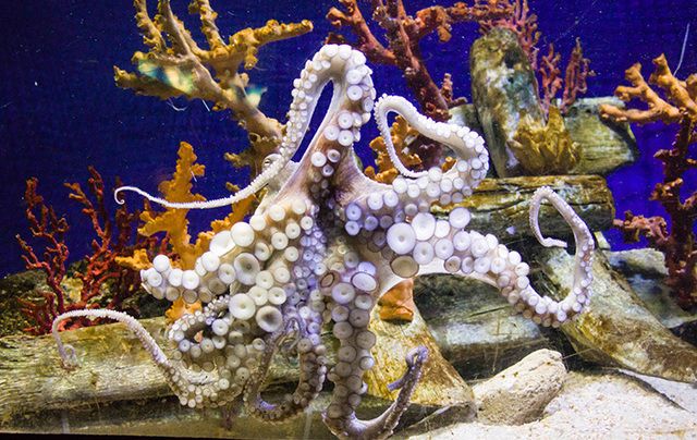 A giant squid caught off the Irish coast.