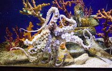 Massive squid known as the “Legend of the sea" caught off the Kerry coast