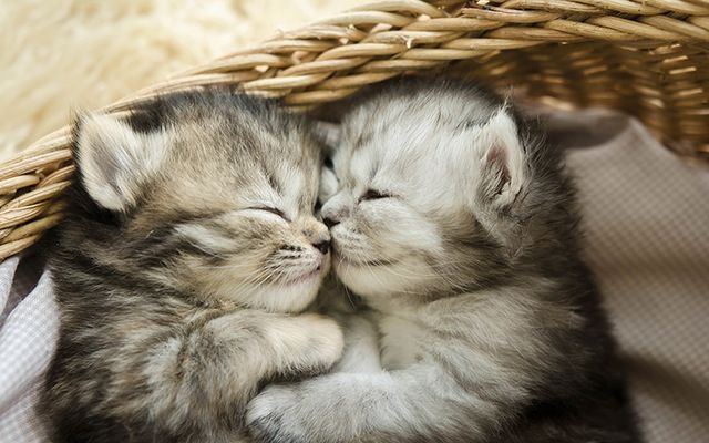 Tabby kittens sleeping and cuddling.