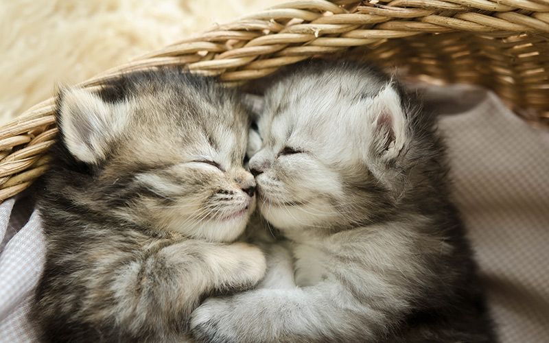 Professional Cat Cuddler wanted by an Irish veterinary clinic