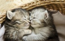 Professional Cat Cuddler wanted by an Irish veterinary clinic