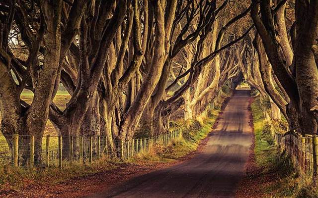 The Dark Hedges.