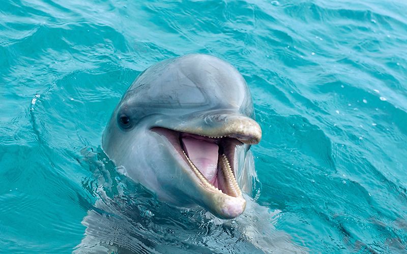 Greenpeace founder offers $2k for info on Irish punks who danced with dead dolphin