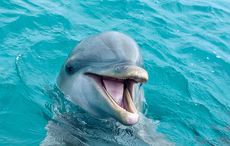 Greenpeace founder offers $2k for info on Irish punks who danced with dead dolphin