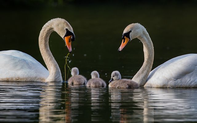 Swans and cygnets. 