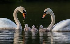 Why did the swan cross the road? Irish police direct traffic around hot birds