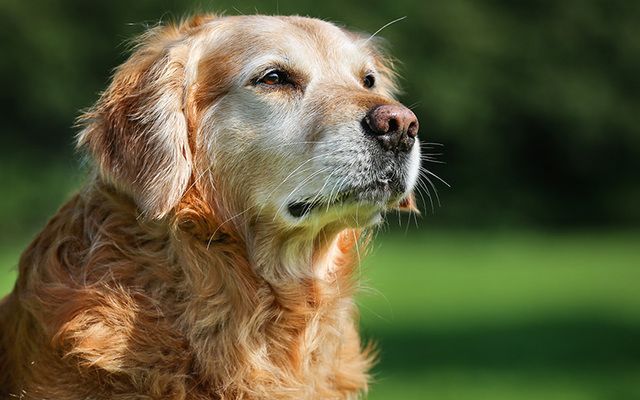 Golden Labrador. 