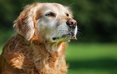 Newgrange findings offer clues to the origin of dogs