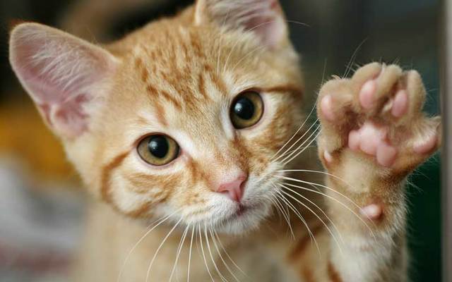 Cat holding a paw up.