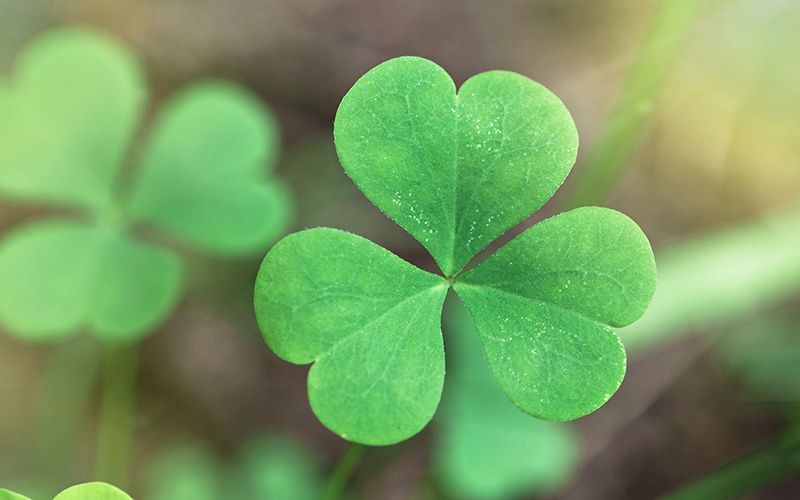 Image result for 3 leaf clover"