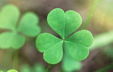 The New York Times doesn't know the shamrock is the symbol of Ireland