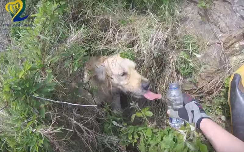 The Irish Coast Guard doesn’t just rescue humans, they rescue dogs too (VIDEO)