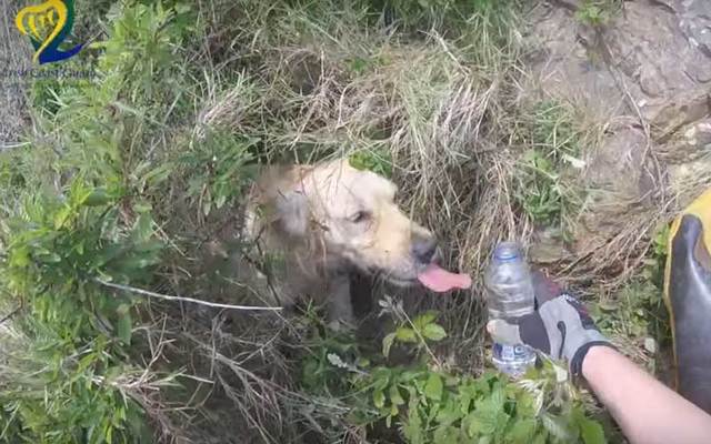 Rescued dog is offered a drink of water.
