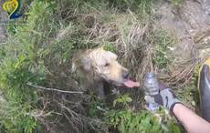 The Irish Coast Guard doesn’t just rescue humans, they rescue dogs too (VIDEO)