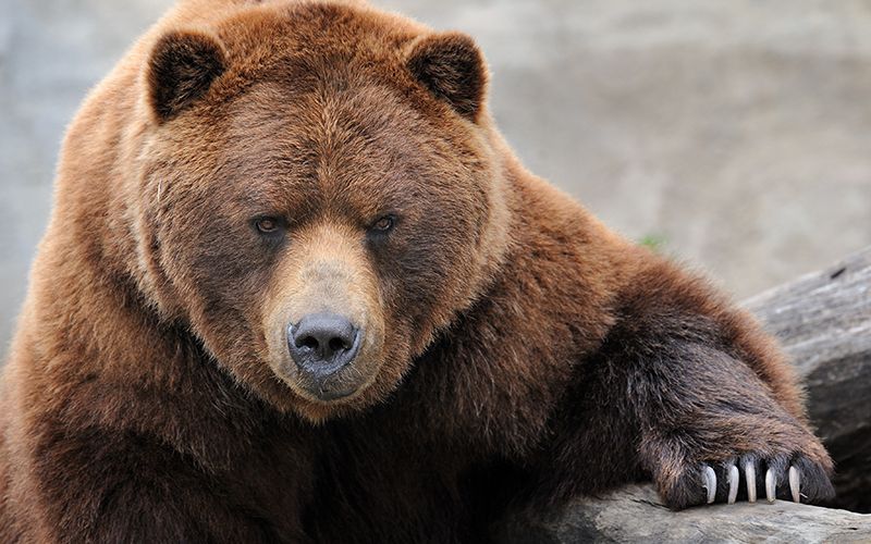 Irish American’s home ransacked by 375lb fat bear for over 6 hours