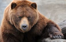 Irish American’s home ransacked by 375lb fat bear for over 6 hours