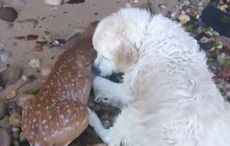 Hero dog rushes to the rescue of drowning deer (VIDEO)