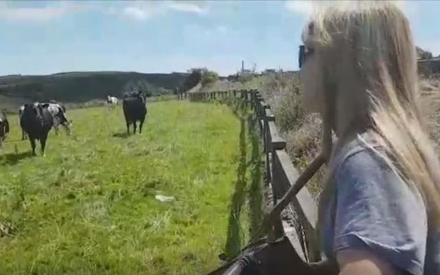 Irish musician Sharon Shannon playing to a herd of cows. 