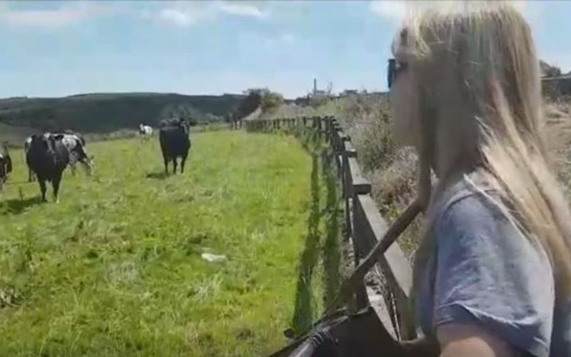 Irish musician Sharon Shannon enchants a field full of cows in adorable video