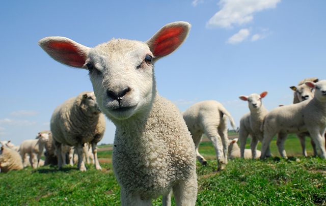 Stop and say hello to new furry friends in the west of Ireland.